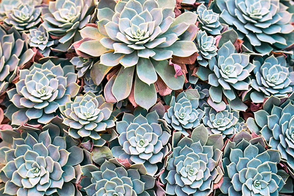 many blue-green with red tint succulent plants